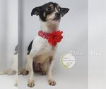 Small Photo #3 Rat-Cha Puppy For Sale in Benton, LA, USA