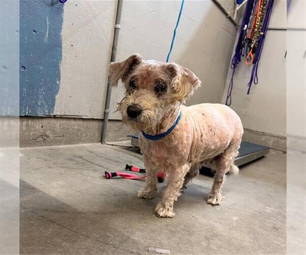 Medium Photo #1 Poodle (Miniature) Puppy For Sale in Camarillo, CA, USA