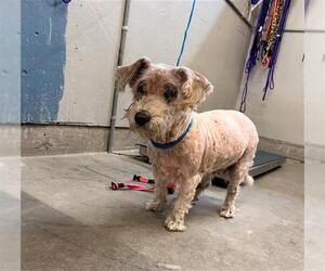 Poodle (Miniature) Dogs for adoption in Camarillo, CA, USA