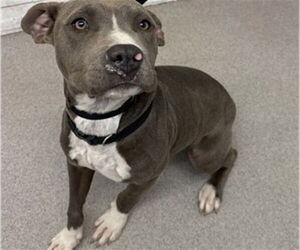 Mutt Dogs for adoption in San Bernardino, CA, USA