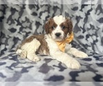 Small #8 Cavapoo