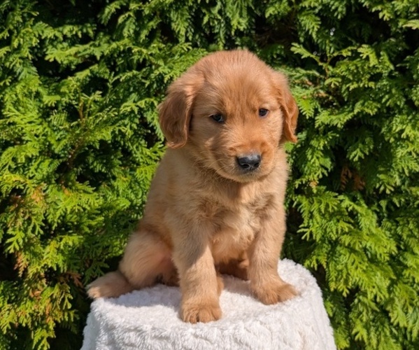 Medium Photo #10 Golden Retriever Puppy For Sale in GOSHEN, IN, USA
