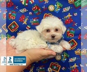 Maltese Puppy for sale in WINNSBORO, LA, USA