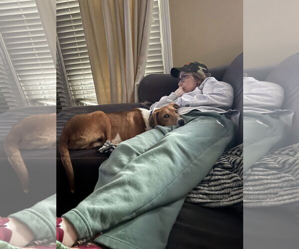 Medium Photo #5 Mutt Puppy For Sale in Ball Ground, GA, USA