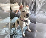 Small #1 American Pit Bull Terrier-Dalmatian Mix