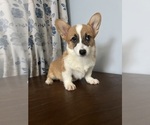 Small #2 Pembroke Welsh Corgi
