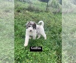 Puppy Griffin Aussiedoodle-Poodle (Standard) Mix