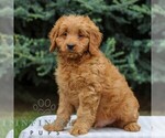 Small #1 Goldendoodle (Miniature)