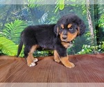 Small Photo #5 Golden Mountain Dog Puppy For Sale in BLACK FOREST, CO, USA
