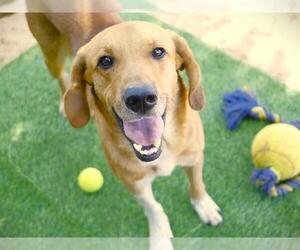 Labbe Dogs for adoption in Tallahassee, FL, USA