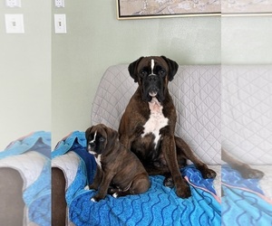 Boxer Puppy for sale in LUMBERTON, NC, USA