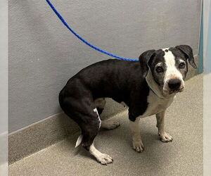 American Pit Bull Terrier-Unknown Mix Dogs for adoption in Las Vegas, NV, USA
