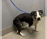 Small American Pit Bull Terrier Mix