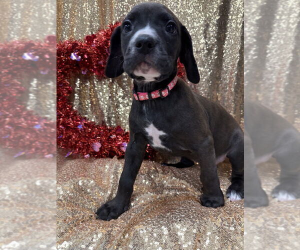 Medium Photo #3 Golden Retriever-Unknown Mix Puppy For Sale in Wenonah, NJ, USA