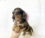 Small #3 Dachshund