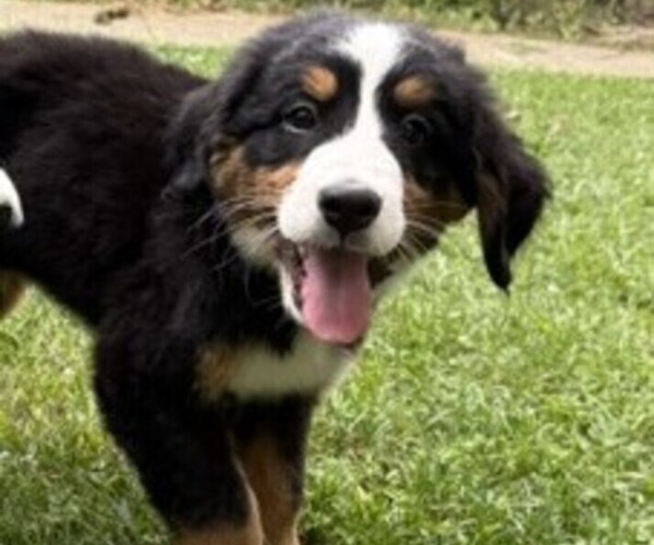 Medium Photo #5 Bernese Mountain Dog Puppy For Sale in SPRINGFIELD, OH, USA