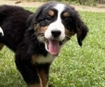 Small Photo #5 Bernese Mountain Dog Puppy For Sale in SPRINGFIELD, OH, USA