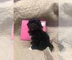 Small Photo #18 Portuguese Water Dog Puppy For Sale in STERLING, CO, USA