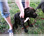 Small Photo #2 Cane Corso Puppy For Sale in SPRINGFIELD, MO, USA