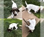 Small Photo #1 German Shorthaired Pointer Puppy For Sale in AMARILLO, TX, USA
