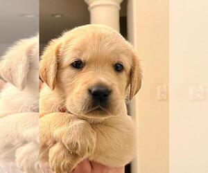 Golden Labrador Puppy for sale in MIAMI, FL, USA