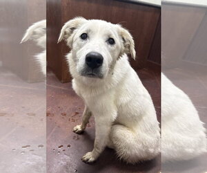 Great Pyrenees-Unknown Mix Dogs for adoption in Croydon, NH, USA