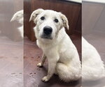 Small Great Pyrenees Mix