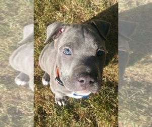American Pit Bull Terrier Dogs for adoption in BROADLAND, SD, USA