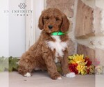 Small Photo #3 Goldendoodle Puppy For Sale in GORDONVILLE, PA, USA