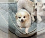 Small #2 Pomeranian