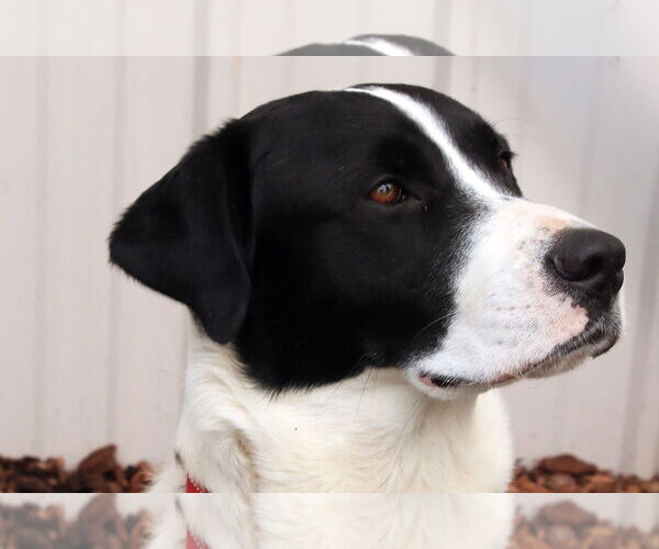 Medium Photo #3 Boxer-Siberian Husky Mix Puppy For Sale in Sequim, WA, USA