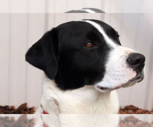 Skippy - Male Boxer-Siberian Husky Mix Dog for Adoption - Photo #3
