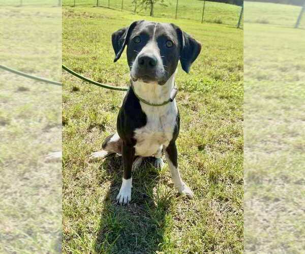 Medium Photo #2 Mutt Puppy For Sale in Abbeville, LA, USA