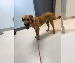 Black Mouth Cur-Chow Chow Mix Dogs for adoption in Pryor, OK, USA
