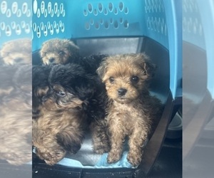 Medium Yorkipoo