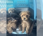 Puppy Recess Yorkipoo
