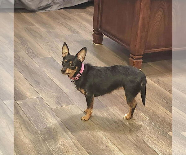 Medium Photo #5 Chipin Puppy For Sale in Princeton, MN, USA