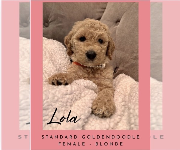 Medium Photo #3 Goldendoodle Puppy For Sale in JEFFERSON, GA, USA