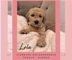 Litter of 8 - Male(s) and Female(s) GoldendoodleLitter of Puppies for Sale - Photo #3
