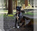 Small American Pit Bull Terrier-Huskies  Mix