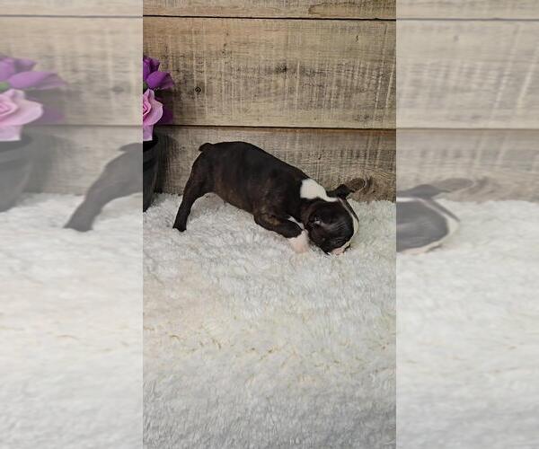 Medium Photo #7 Boston Terrier Puppy For Sale in JASONVILLE, IN, USA