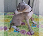 Small #2 Italian Greyhound