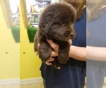 Small Photo #1 Newfoundland Puppy For Sale in AURORA, IN, USA