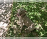 Small Photo #7 Weimaraner Puppy For Sale in DALLAS, GA, USA