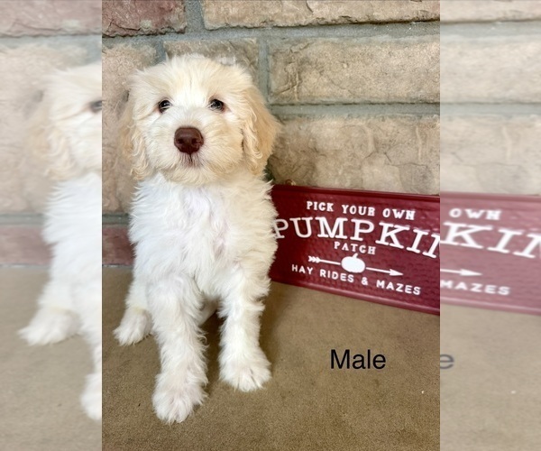 Medium Photo #2 Portuguese Water Dog Puppy For Sale in SWARTZ CREEK, MI, USA