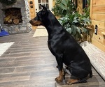Small Photo #1 Doberman Pinscher Puppy For Sale in PERU, KS, USA