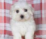 Small #1 Maltese