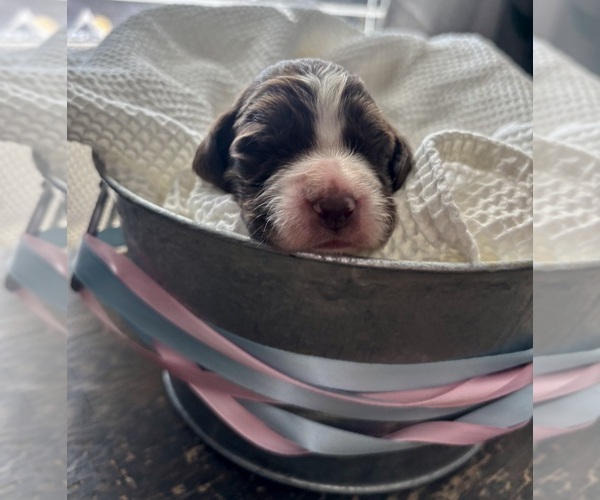 Medium Photo #5 English Springer Spaniel Puppy For Sale in ACTON, MT, USA