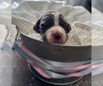 Puppy 2 English Springer Spaniel