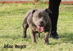 Small Photo #1 American Bully Puppy For Sale in CHANDLER, AZ, USA